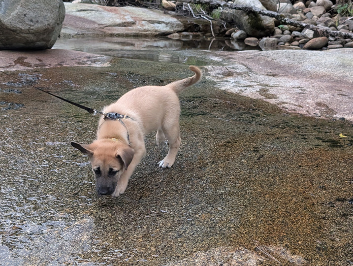 chinook dog